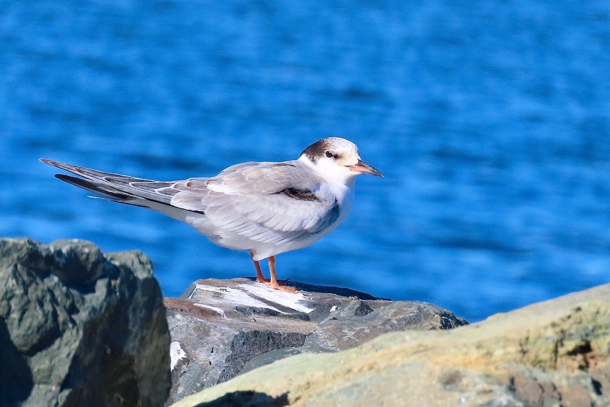 Common Tern - ML641015532