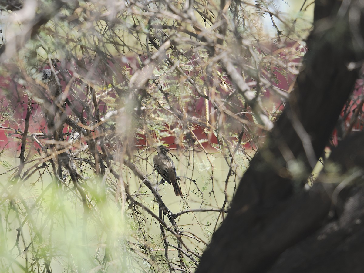 Sulphur-bellied Flycatcher - ML641015534