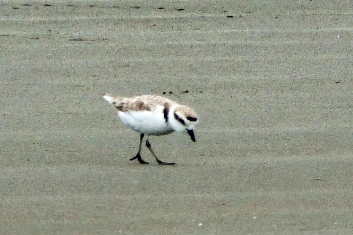 Snowy Plover - ML641015544