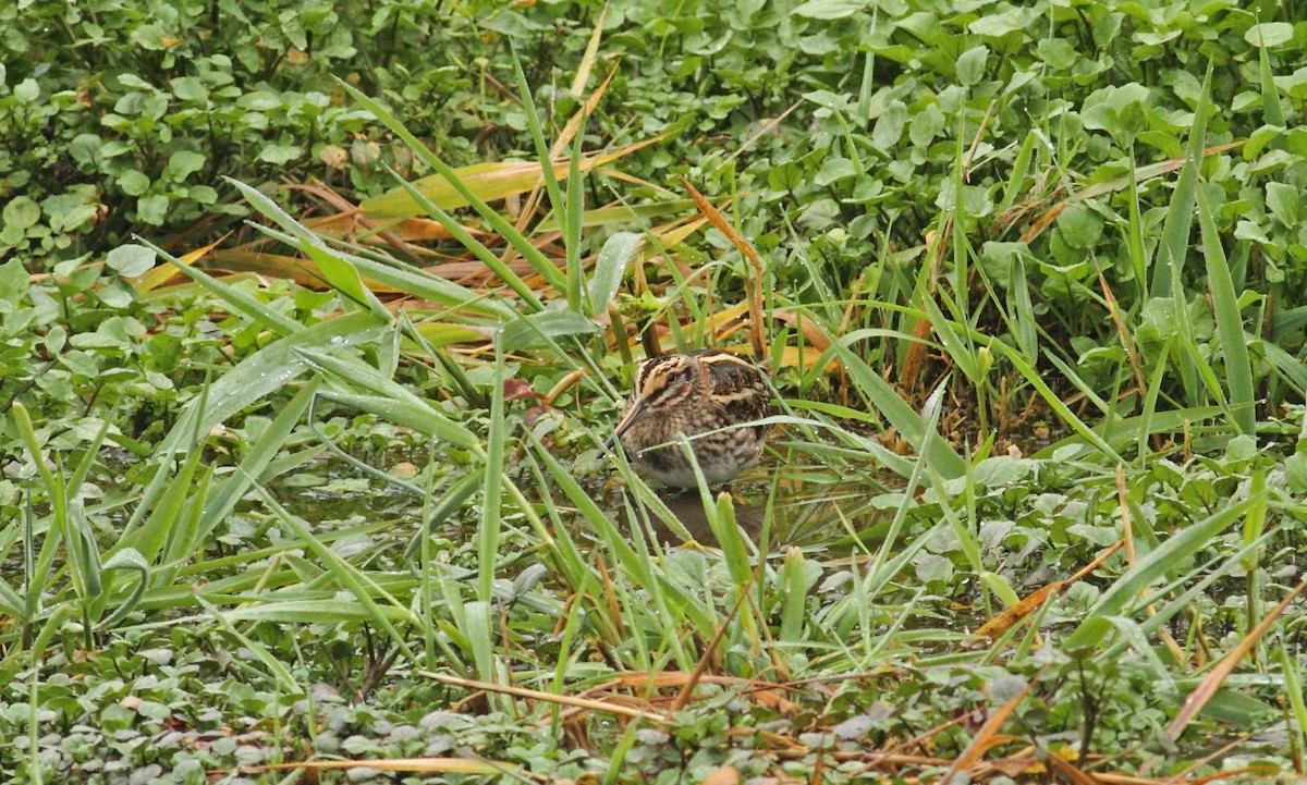 Jack Snipe - ML641015545