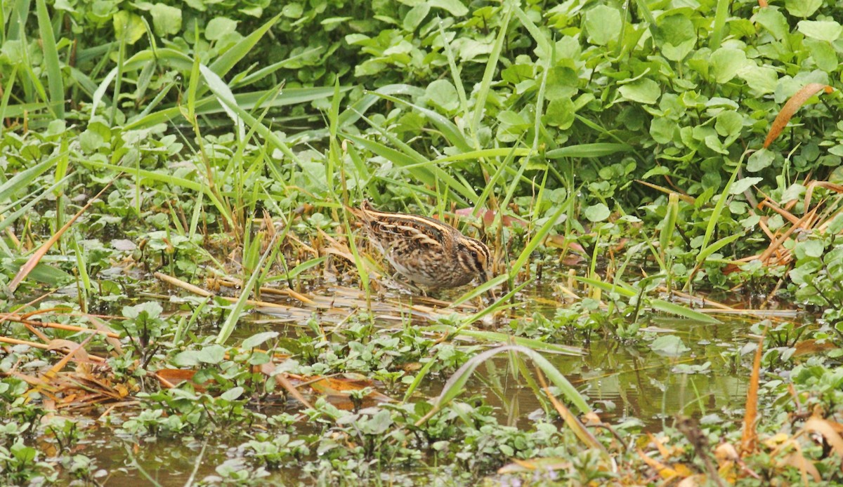 Jack Snipe - ML641015547