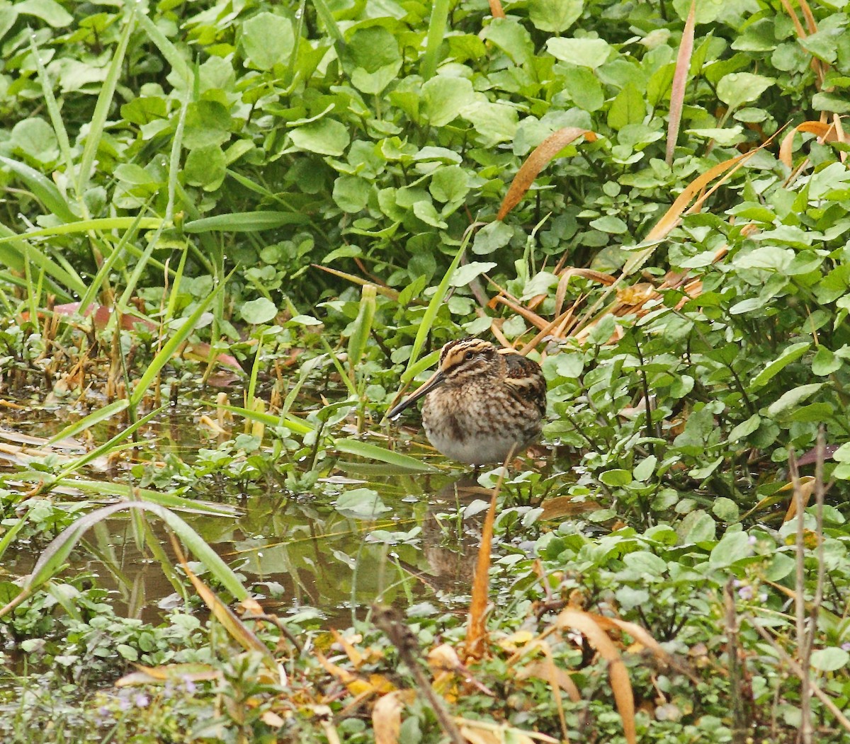 Jack Snipe - ML641015548