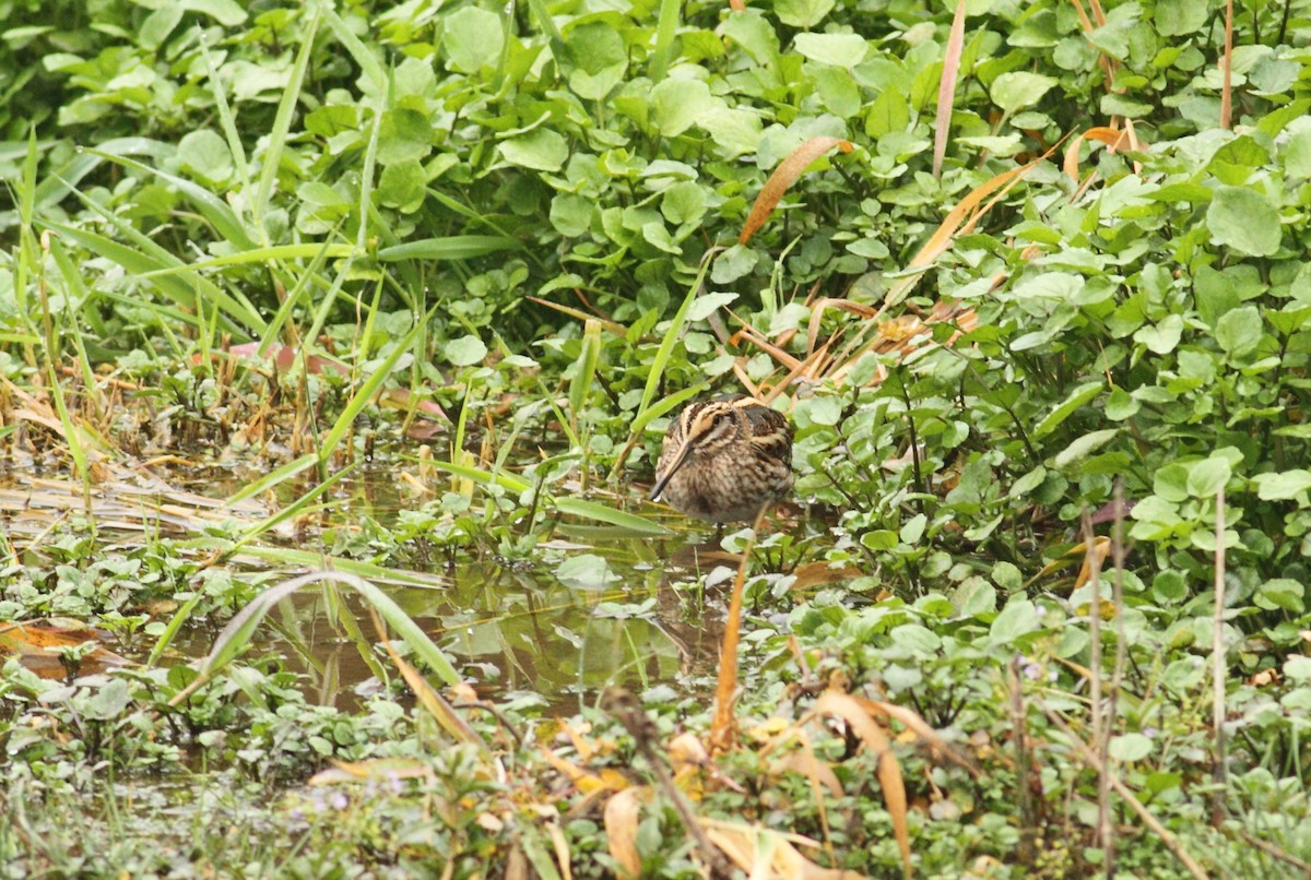 Jack Snipe - ML641015550