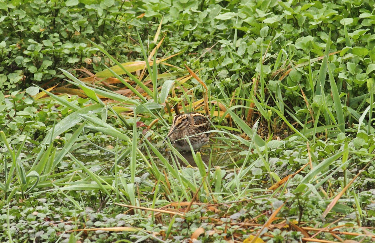 Jack Snipe - ML641015551