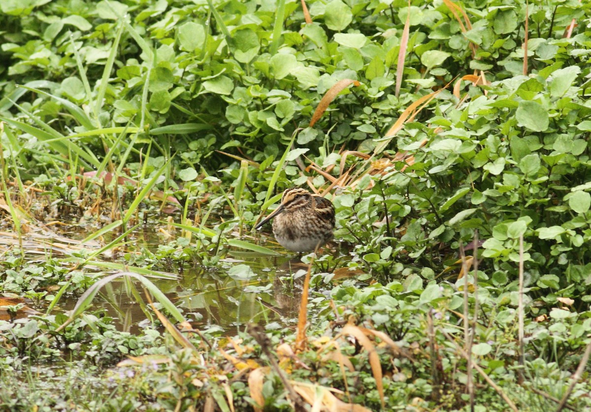 Jack Snipe - ML641015553