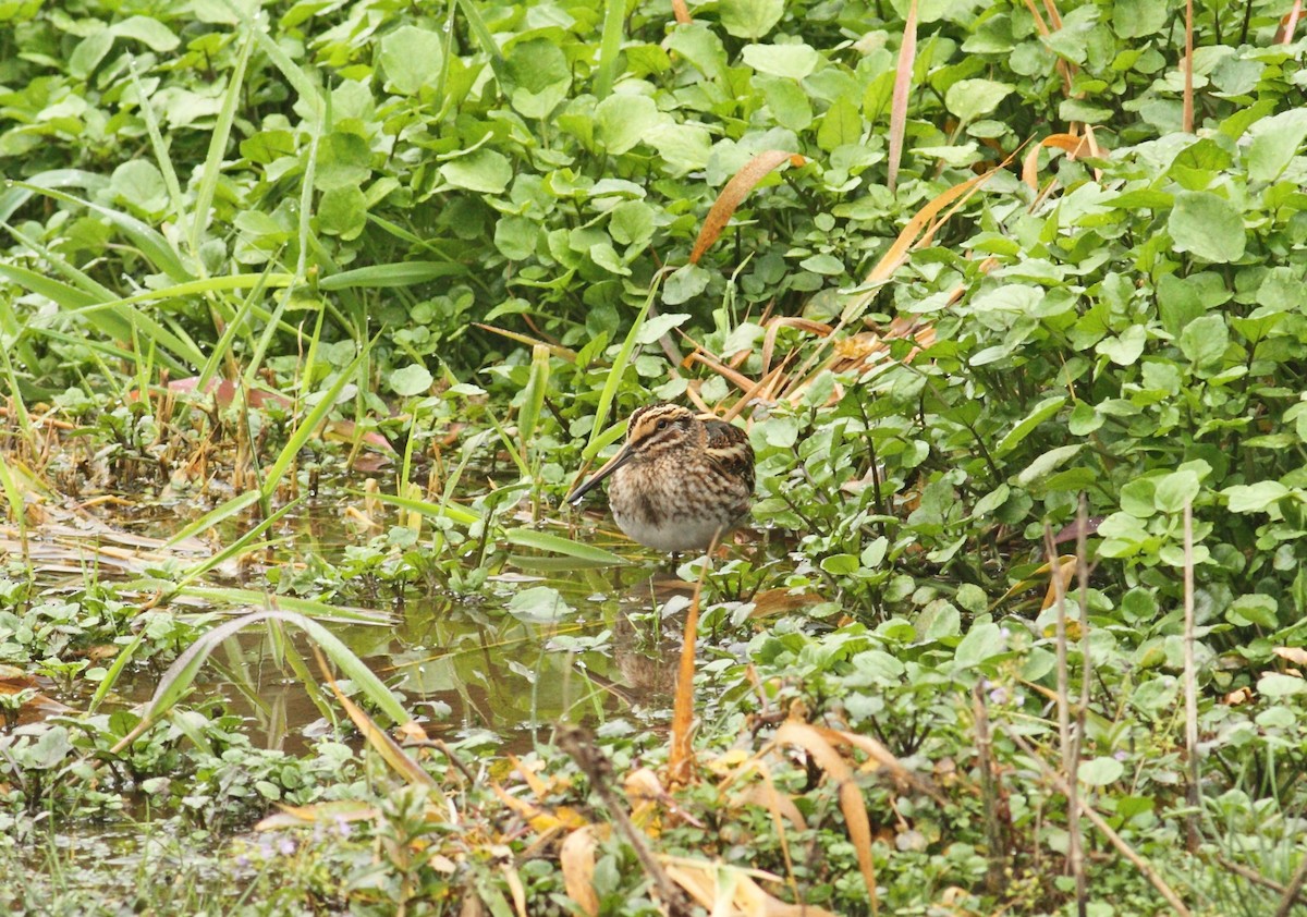 Jack Snipe - ML641015555