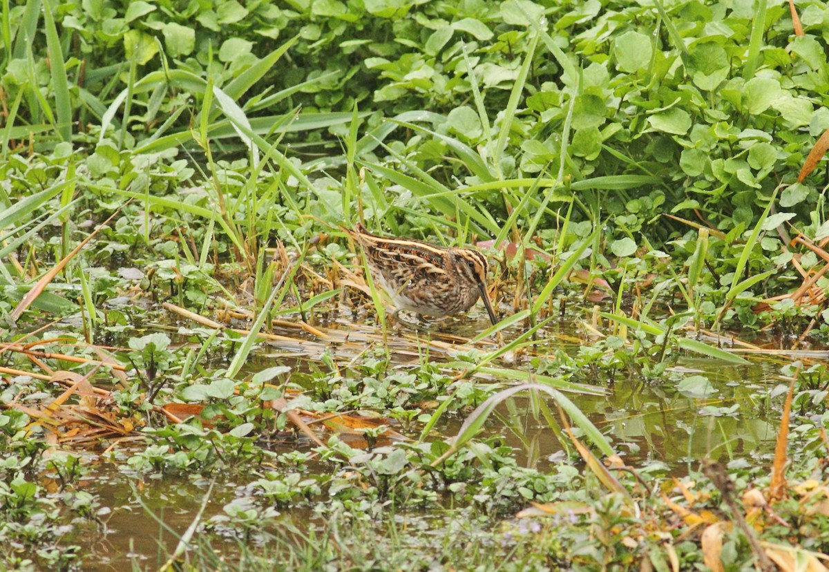 Jack Snipe - ML641015557