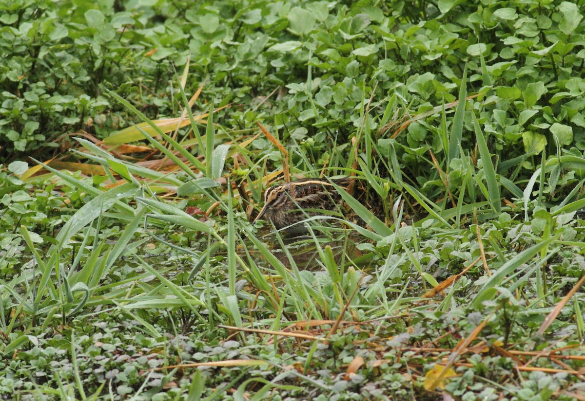 Jack Snipe - ML641015558