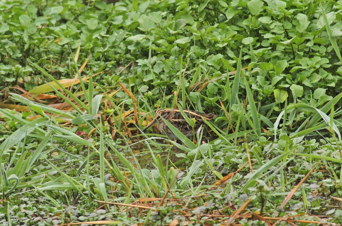Jack Snipe - ML641015559