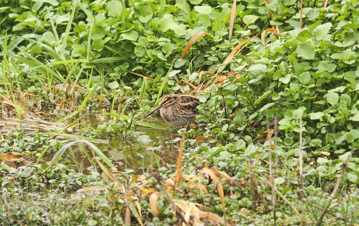 Jack Snipe - ML641015560