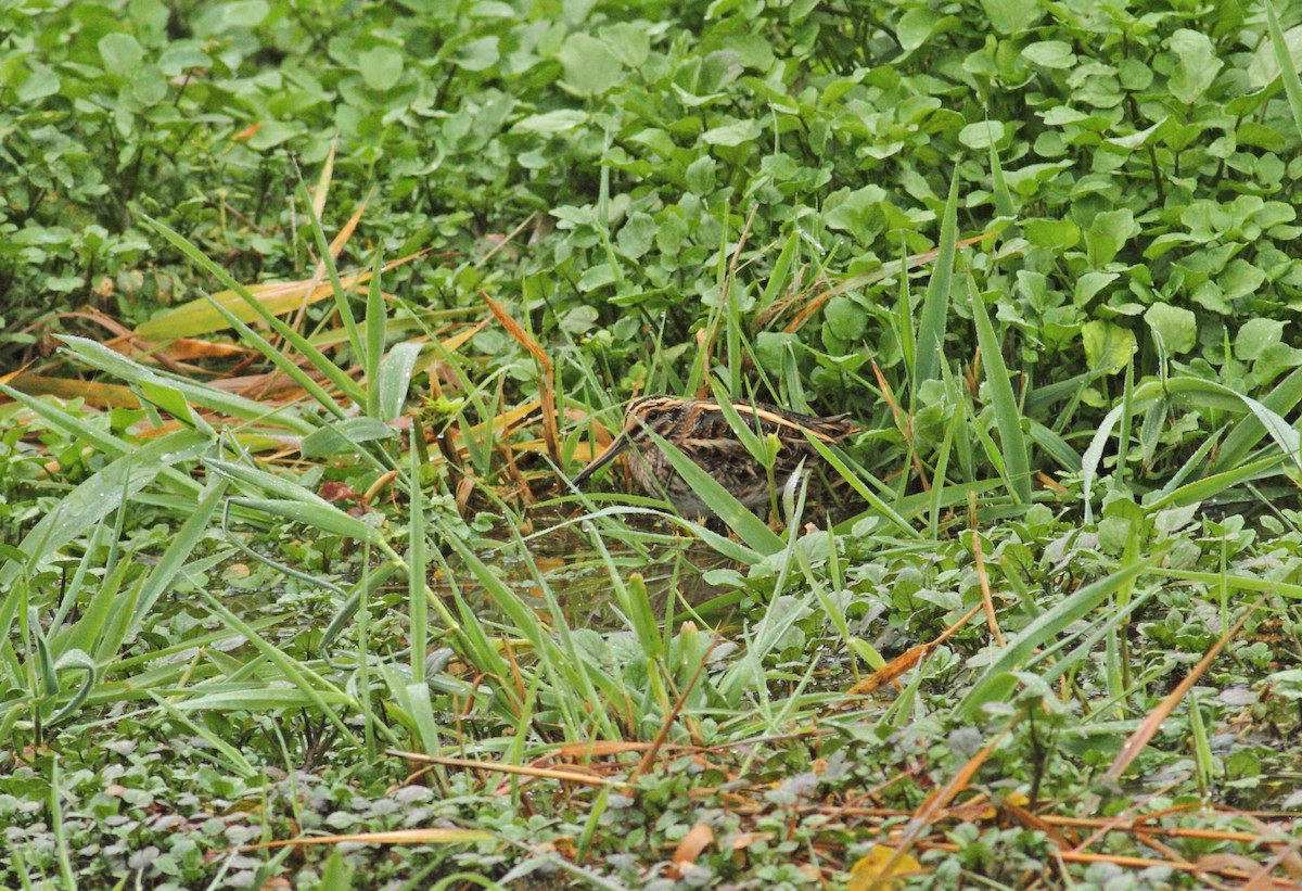 Jack Snipe - ML641015561