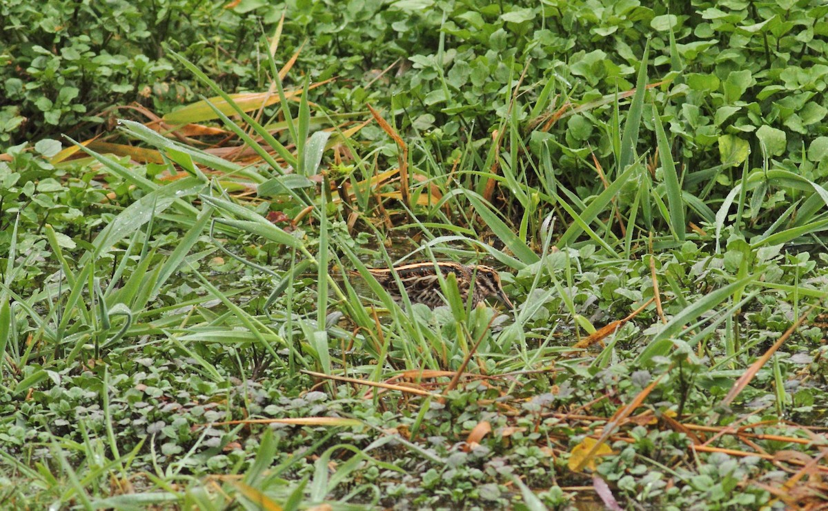 Jack Snipe - ML641015562