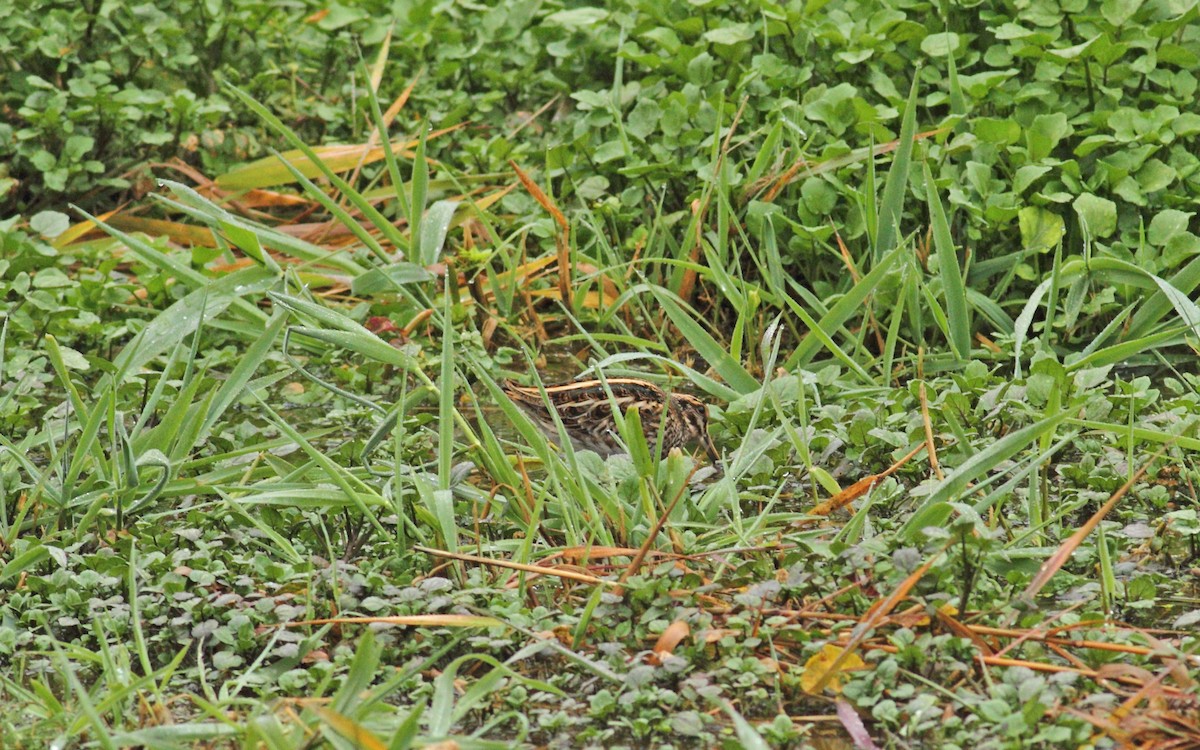 Jack Snipe - ML641015563