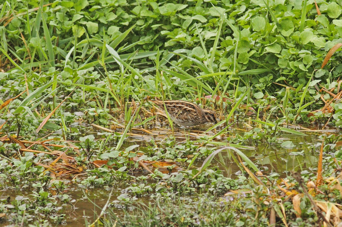 Jack Snipe - ML641015564