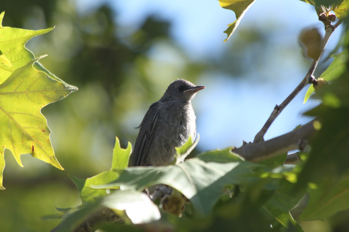 Gray Catbird - ML641015565