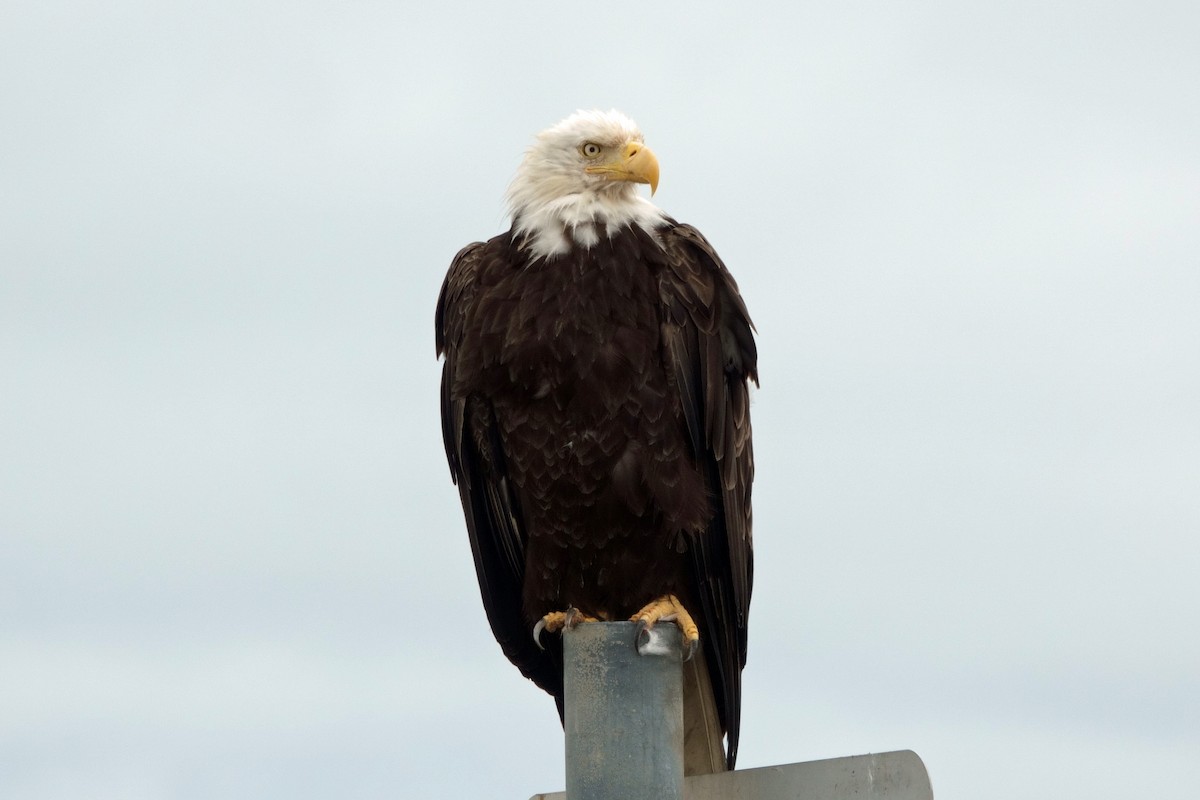 Bald Eagle - ML641015569