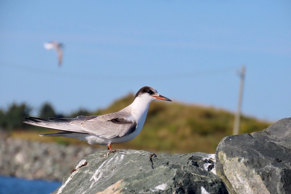 Common Tern - ML641015570