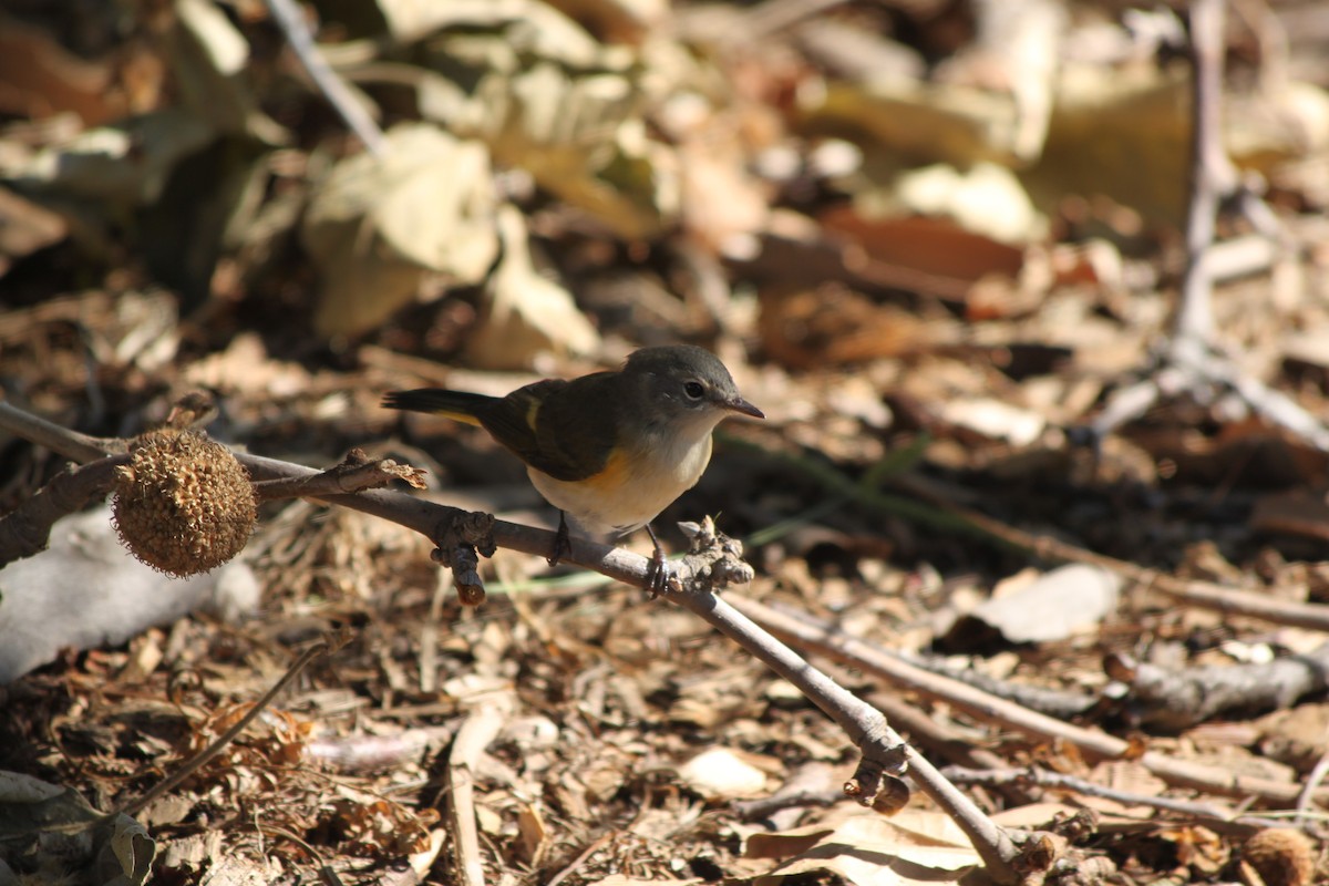 American Redstart - ML641015580