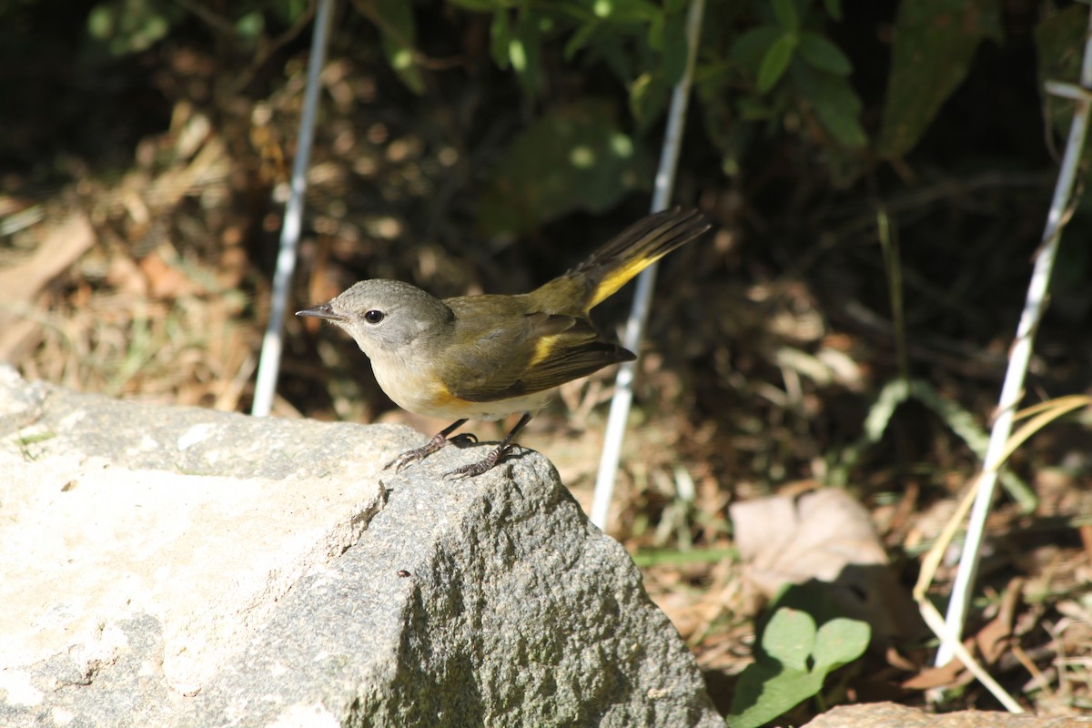 American Redstart - ML641015581