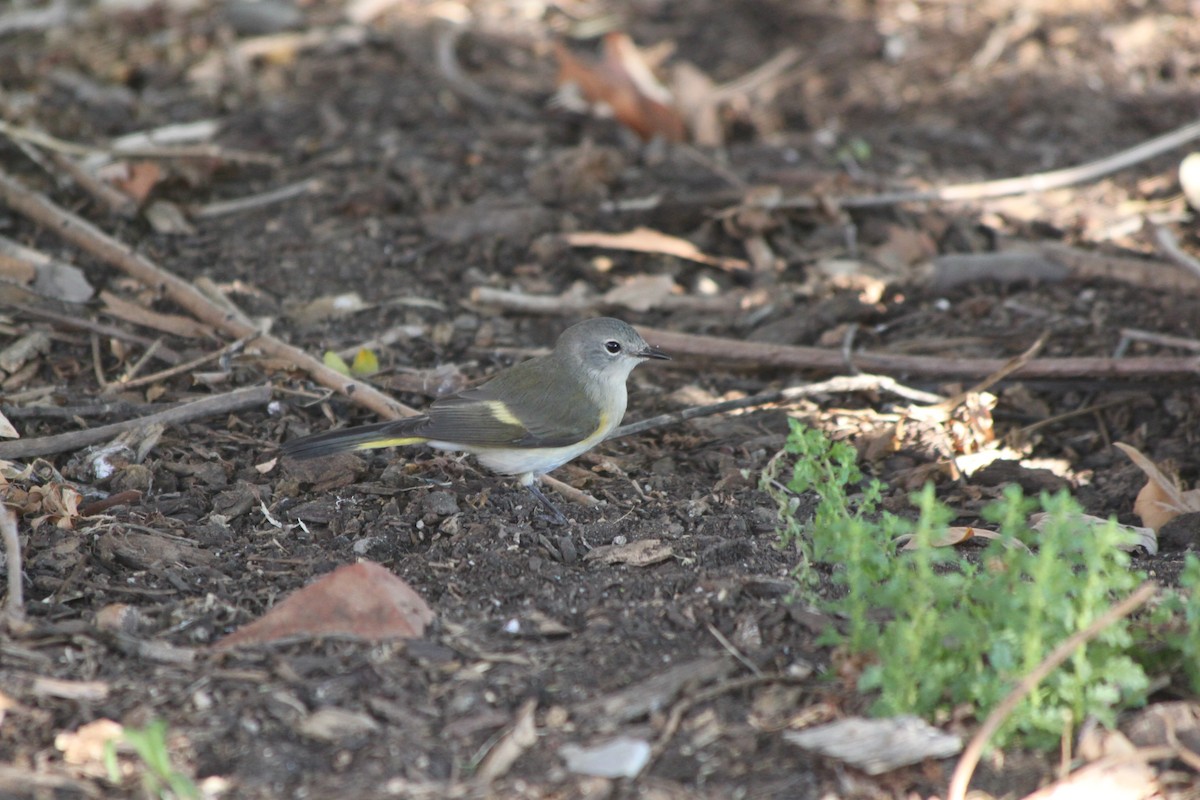 American Redstart - ML641015582