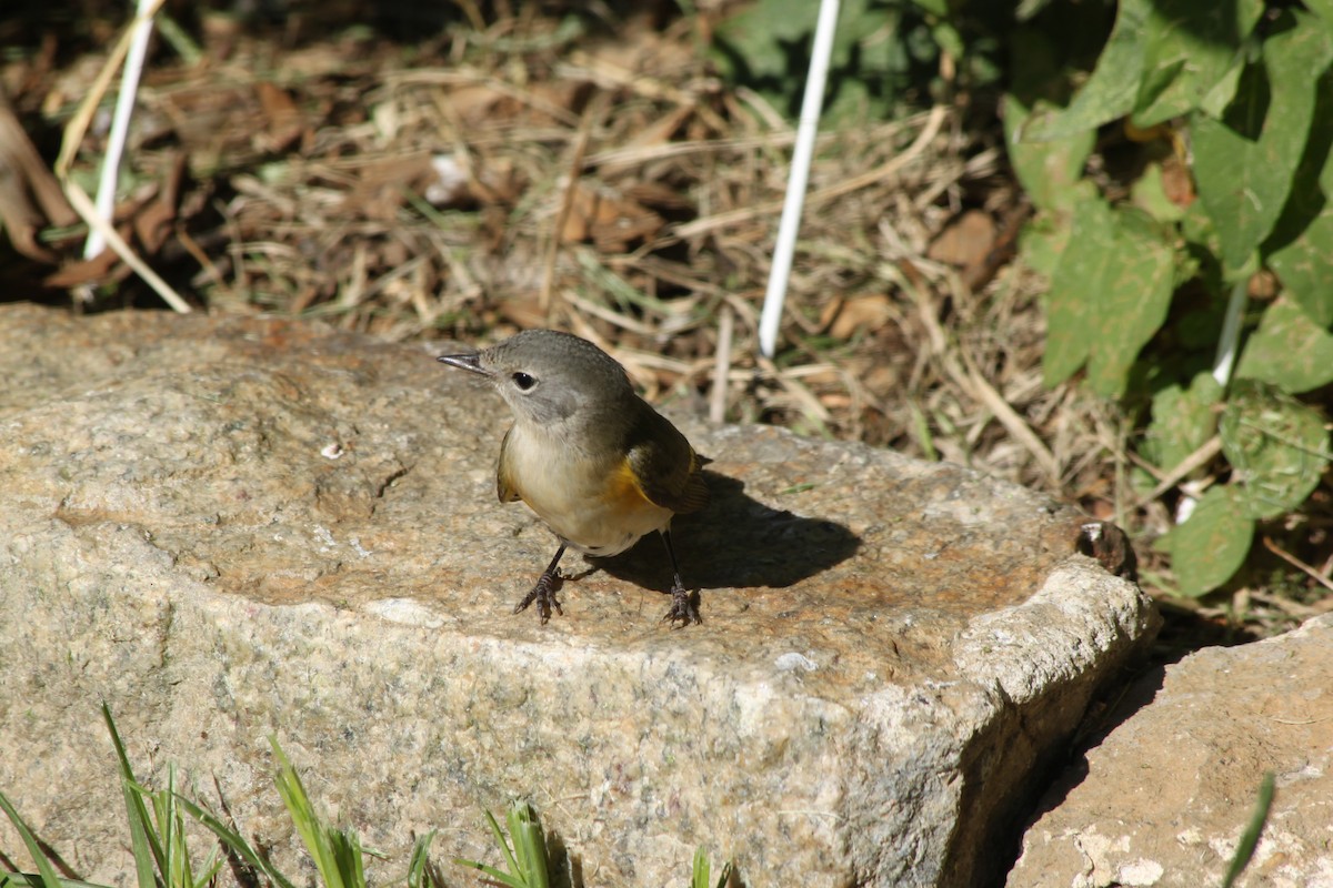 American Redstart - ML641015583