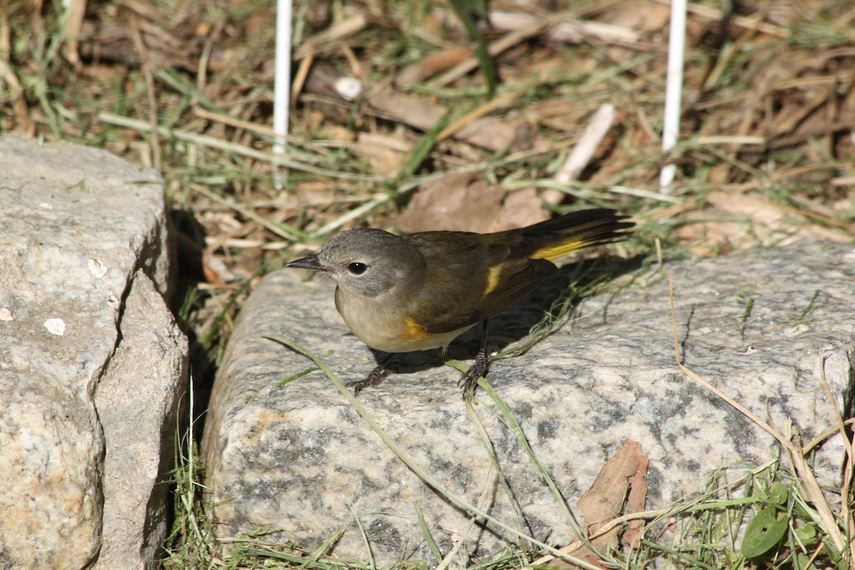 American Redstart - ML641015584