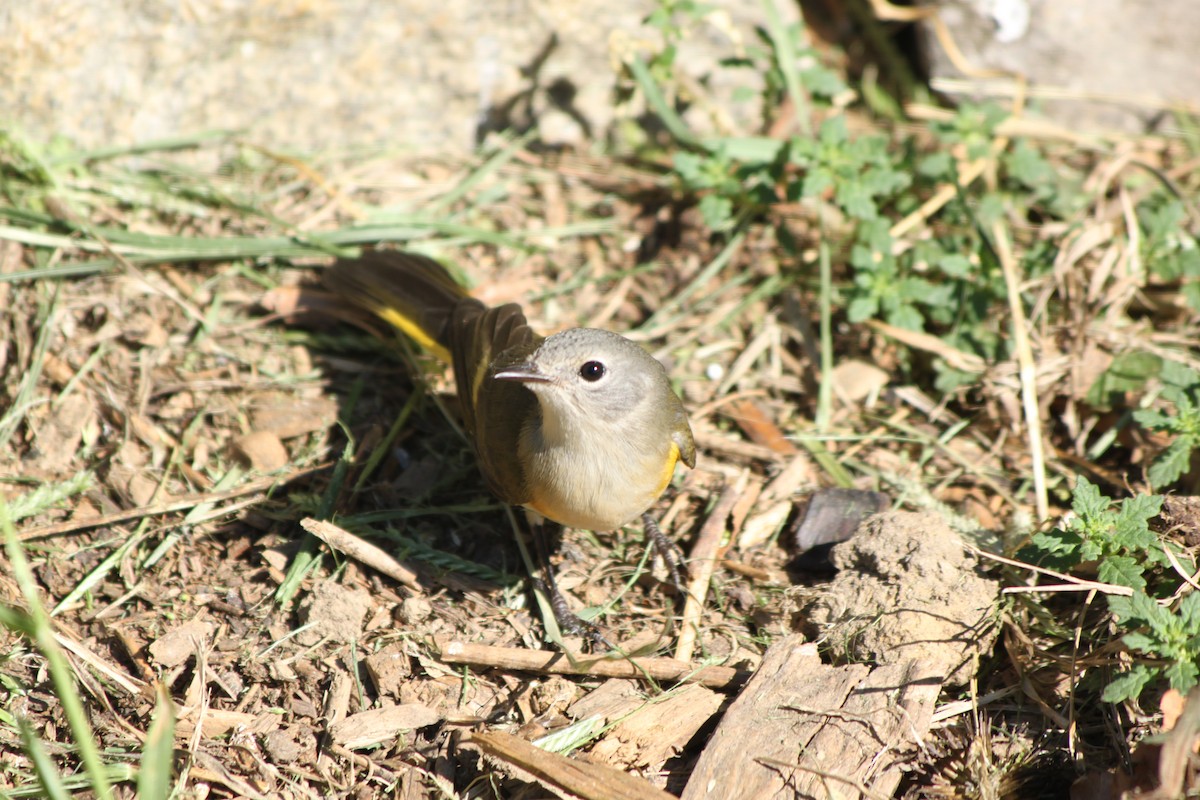 American Redstart - ML641015585