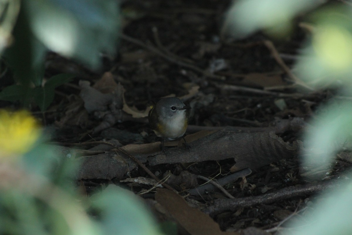 American Redstart - ML641015586