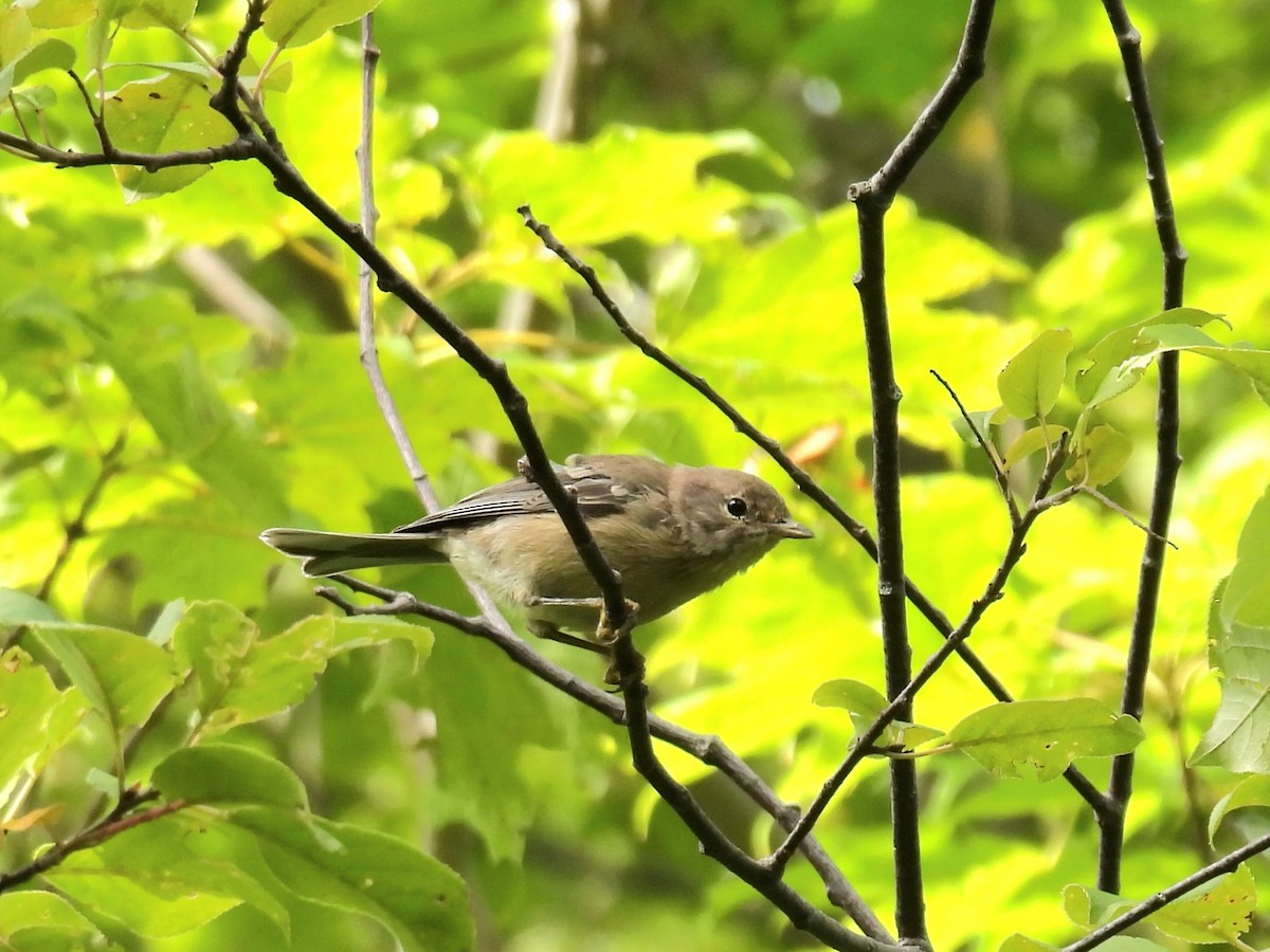 Pine Warbler - ML641015591