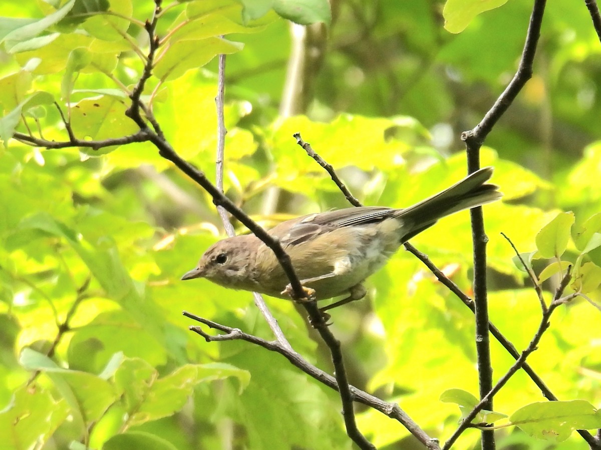 Pine Warbler - ML641015592