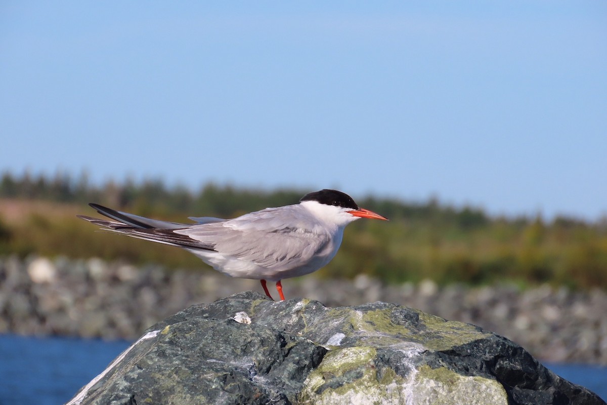 Common Tern - ML641015600