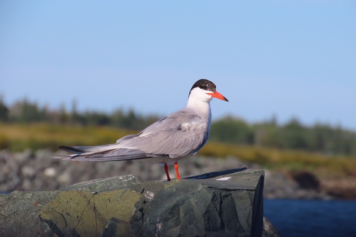 Common Tern - ML641015627
