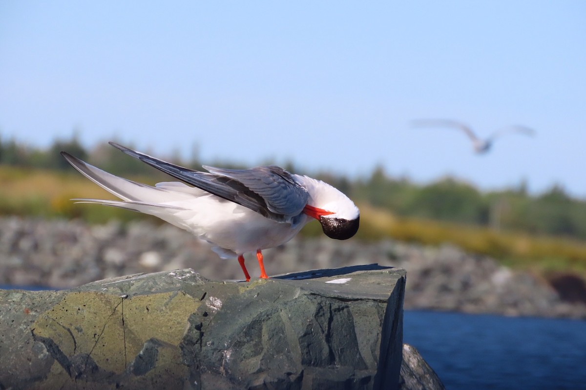 Common Tern - ML641015638