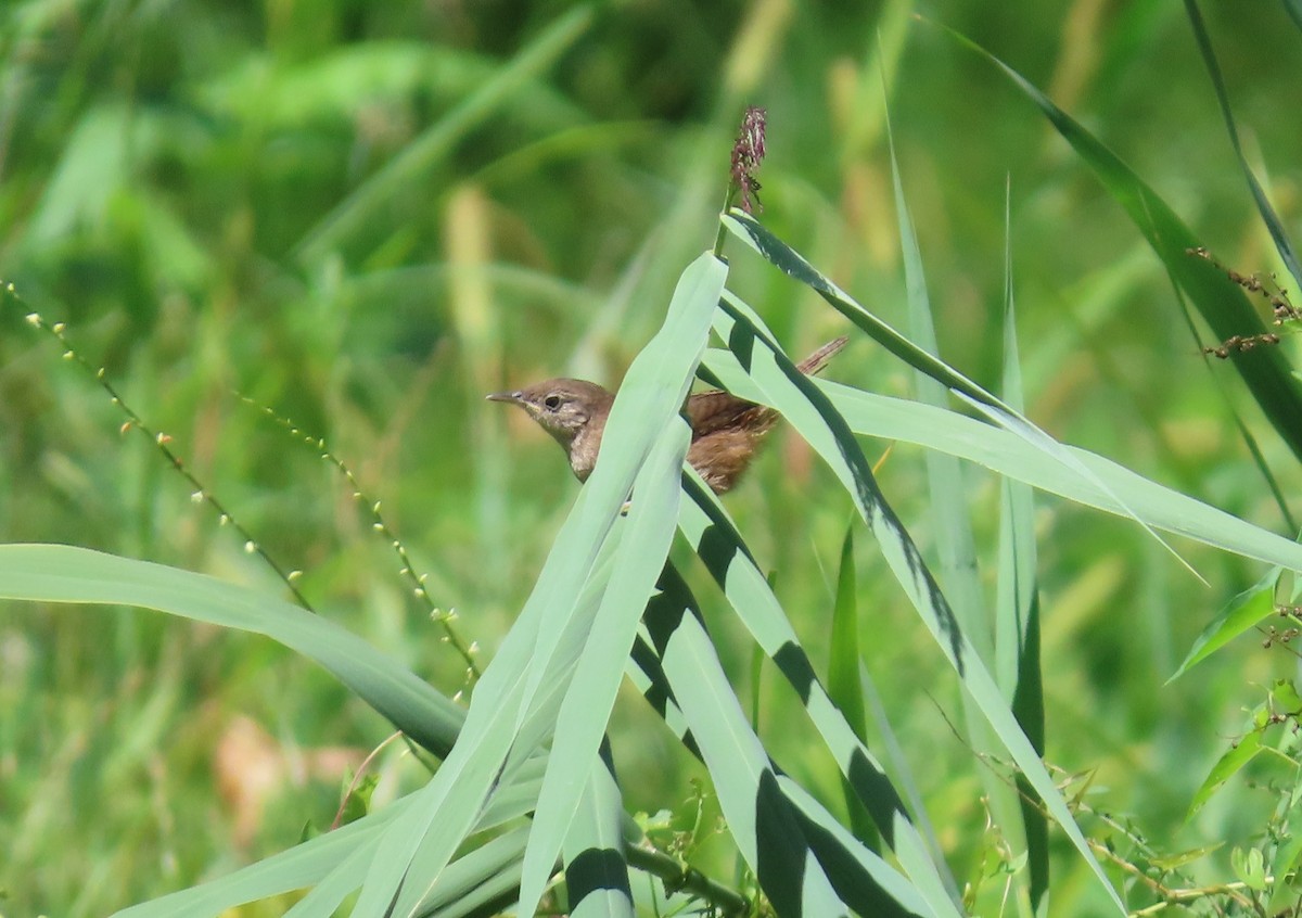 Northern House Wren - ML641015649