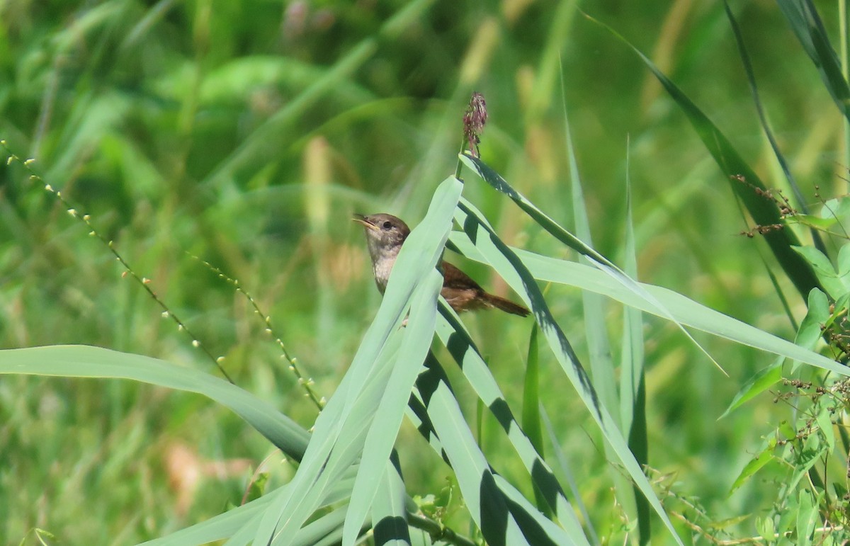 Northern House Wren - ML641015650