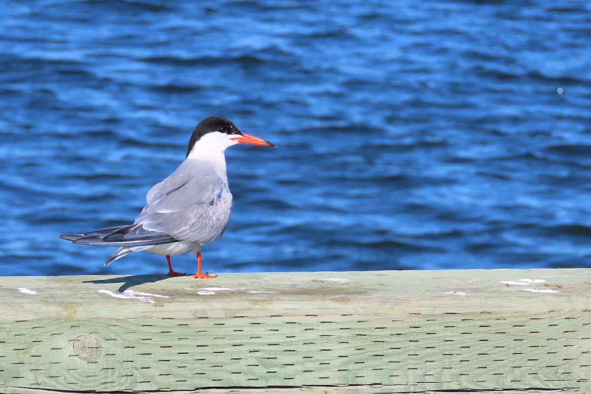 Common Tern - ML641015678