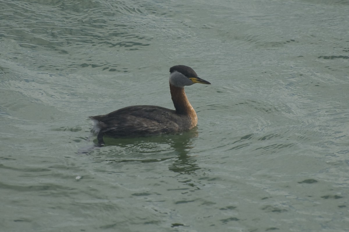 Red-necked Grebe - ML641015721