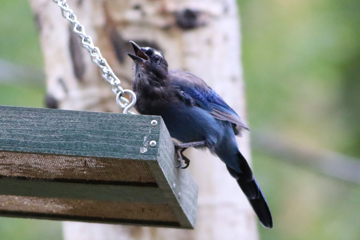 Steller's Jay - ML641015763