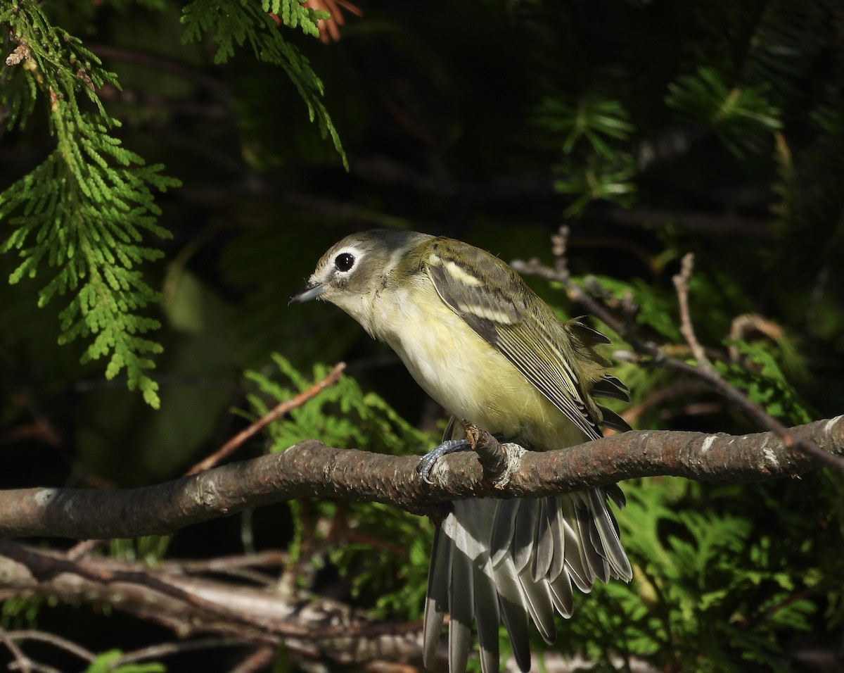 eremittvireo - ML641015786