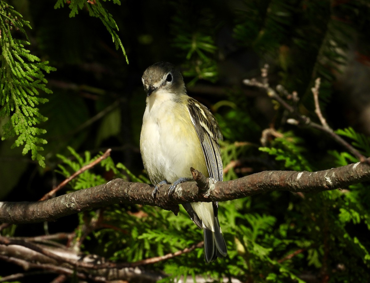 eremittvireo - ML641015787