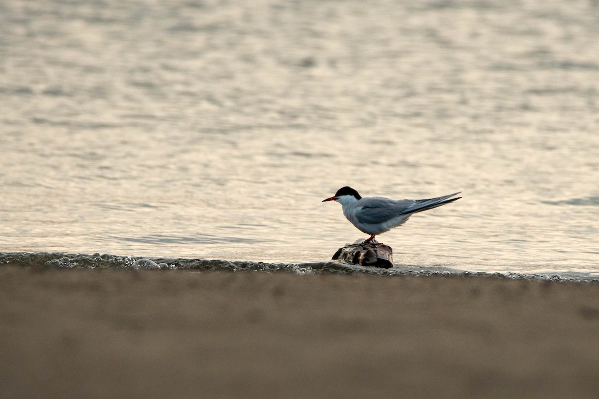 Common Tern - ML641015813