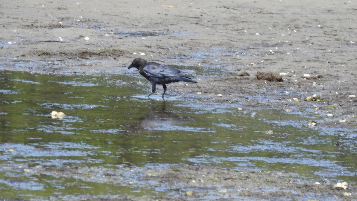 Fish Crow - ML641015859