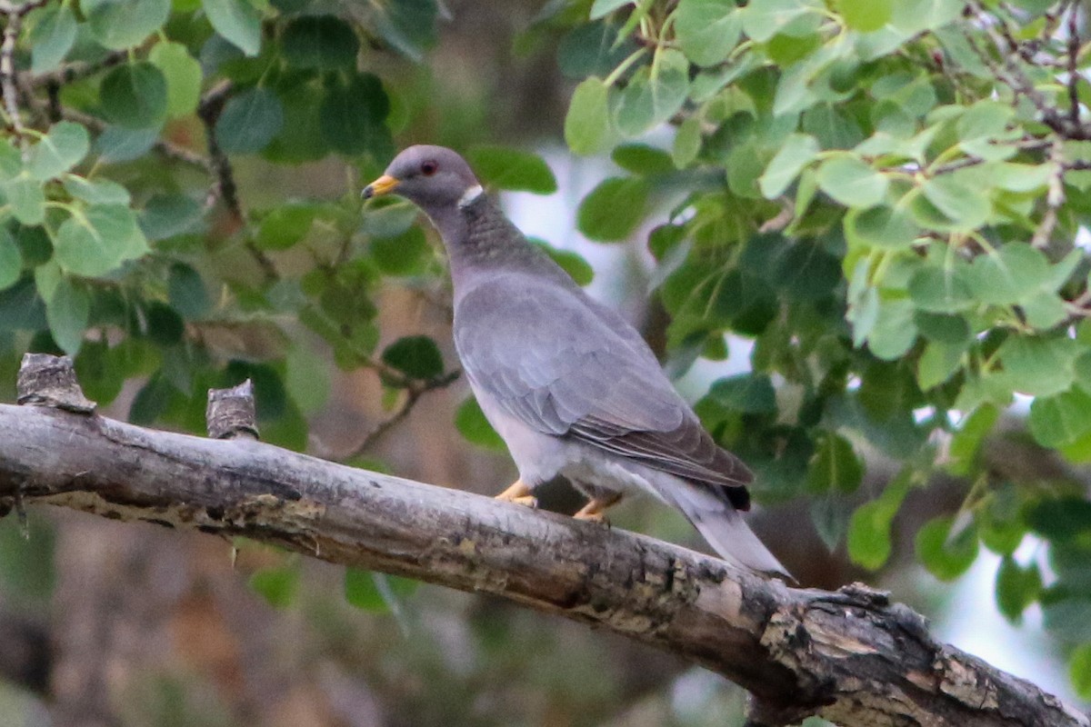 Band-tailed Pigeon - ML641015861