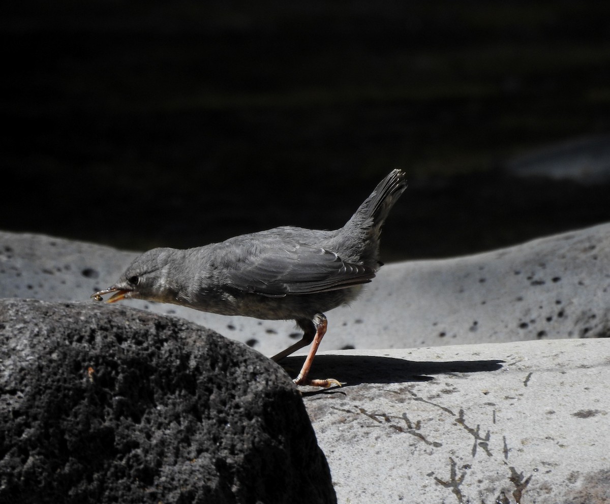 American Dipper - ML641015873