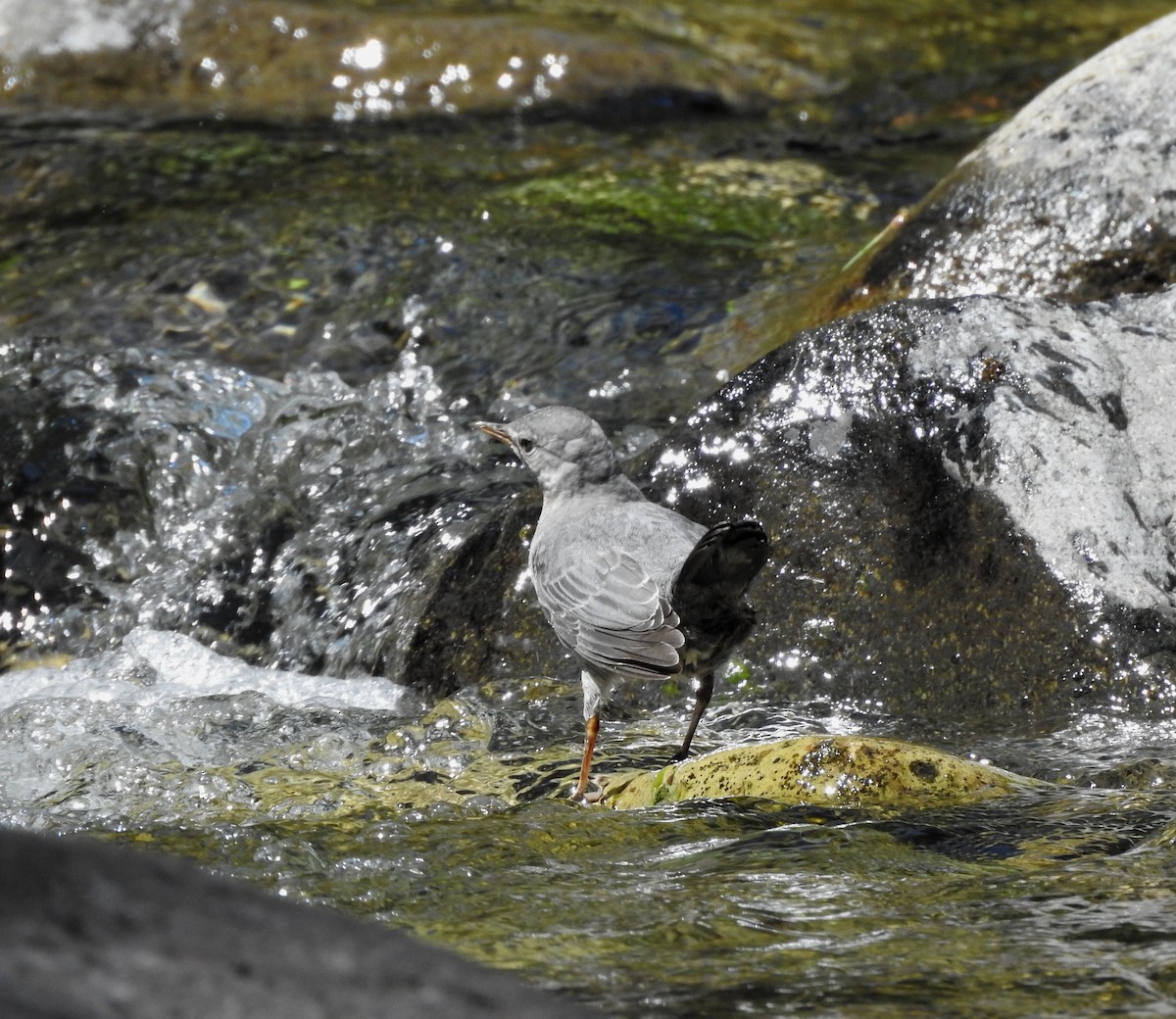 American Dipper - ML641015874