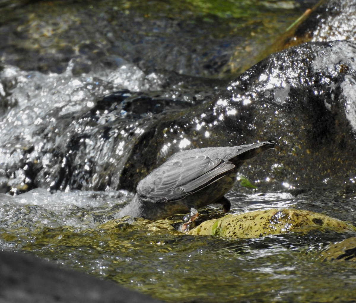American Dipper - ML641015875