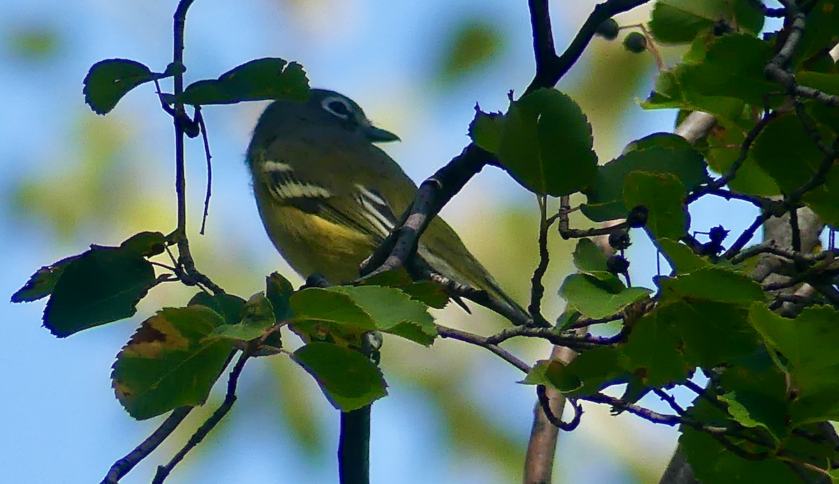 eremittvireo - ML641015915