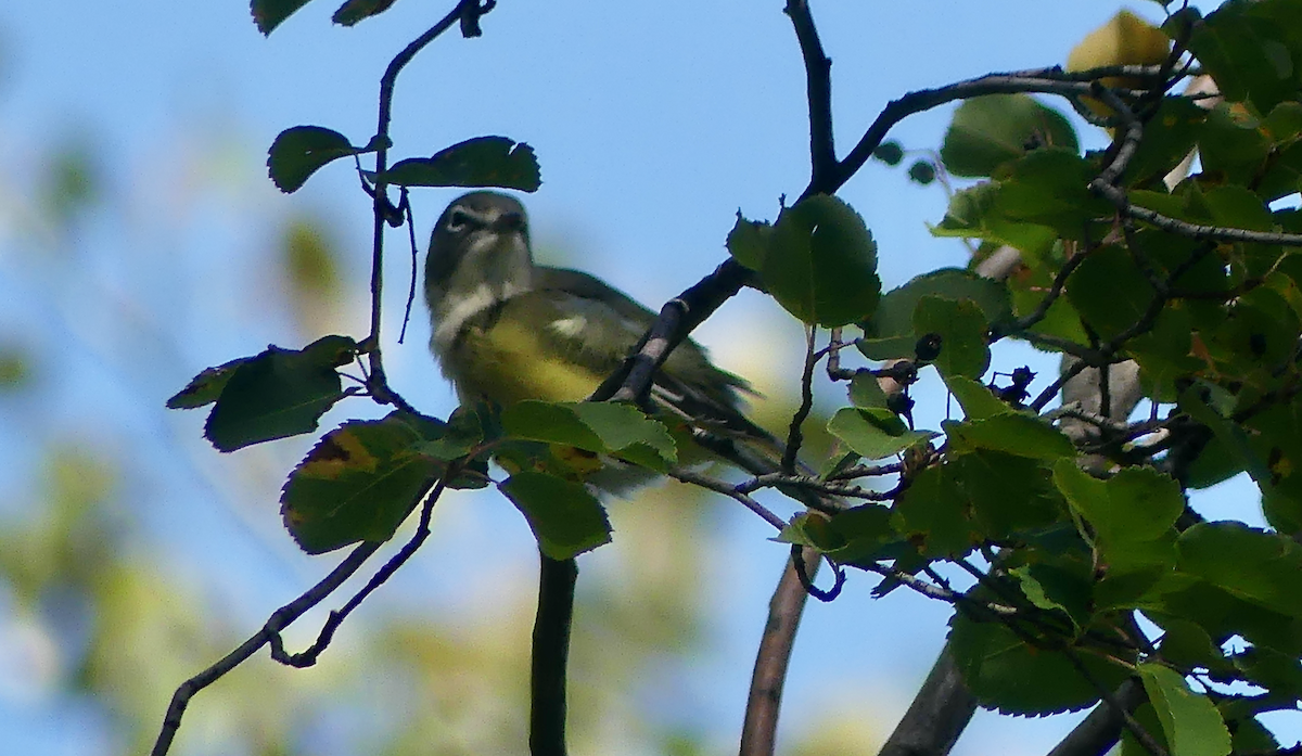 eremittvireo - ML641015923