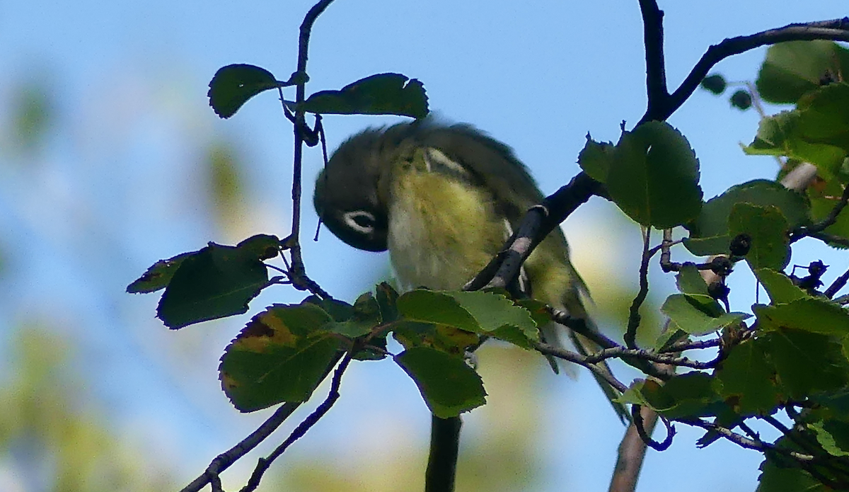 eremittvireo - ML641015925