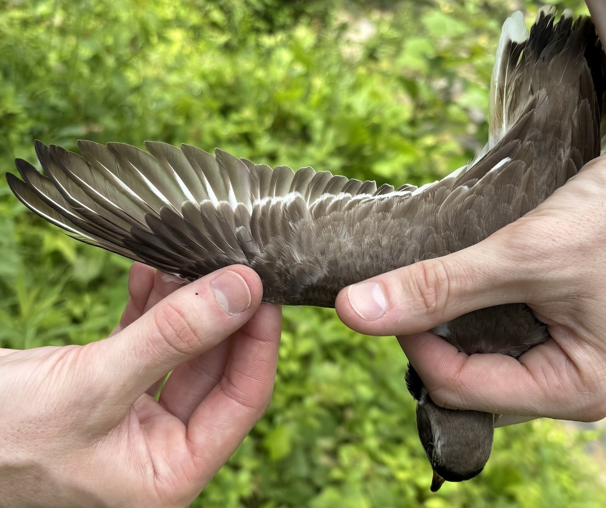 Semipalmated Plover - ML641015941